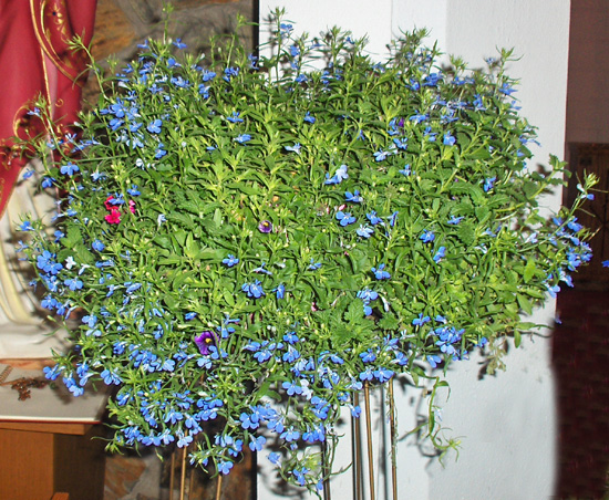 Flowers from 