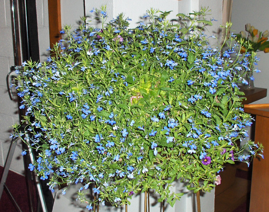Flowers from 