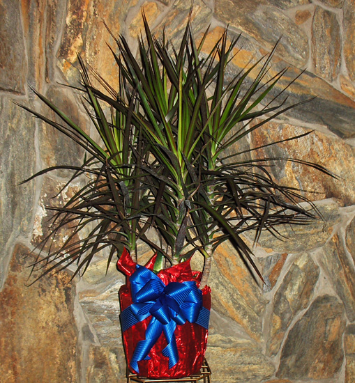 Flowers from Staff at WestMed Rehab