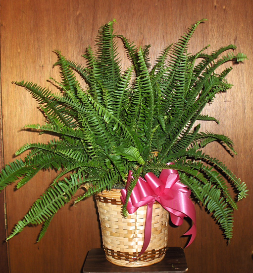 Flowers from Midland High School Class of 1954