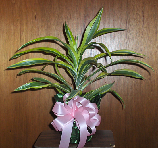 Flowers from Christopher & Leandra and Family