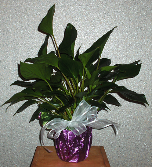 Flowers from Craig & Sarah Deal and the Polished Pinky