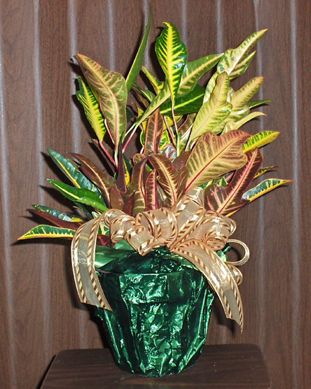 Flowers from 