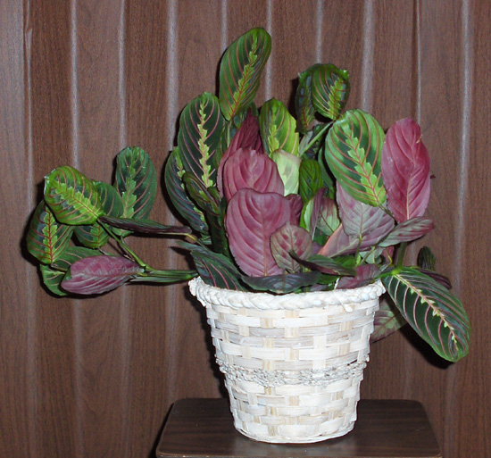 Flowers from    