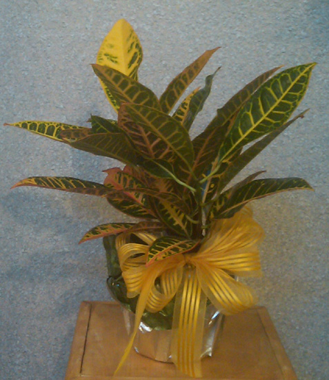 Flowers from John & Twila Naescher and Family