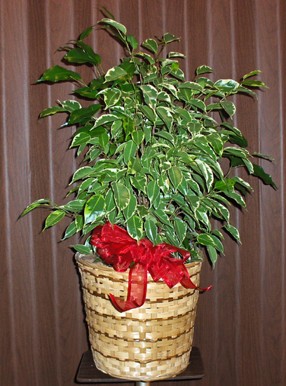 Flowers from Chuck & Johnny Holsether, Terry Hamm
