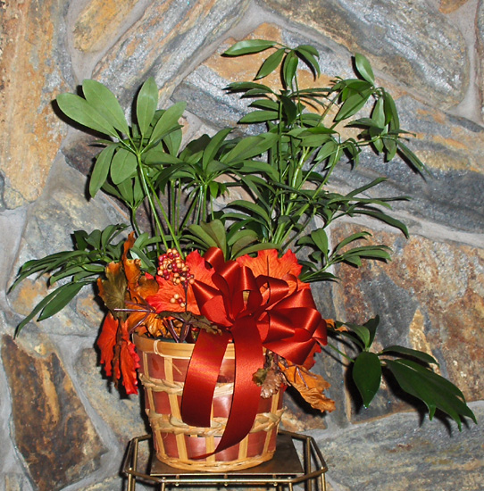 Flowers from Dave & Terry Holman