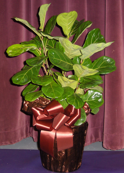Flowers from Kadoka Ambulance