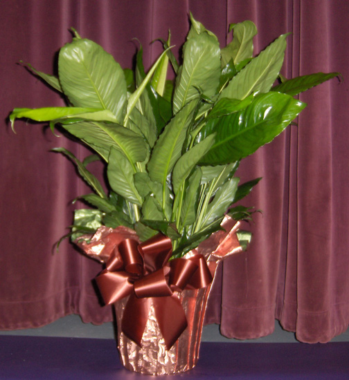 Flowers from Maurice & Cathie, Tyler, Tucker & Ashlee and Jackson, Tanner & Kim and Dawson, Abbi & Colton