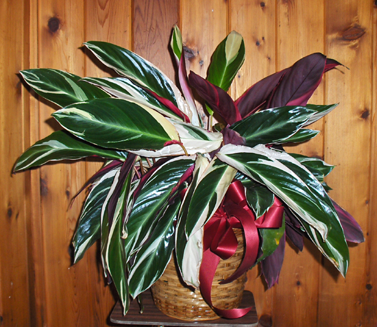 Flowers from Bertha Vermeer, Jim & Julie Vermeer, Dave & Bev DeYounge