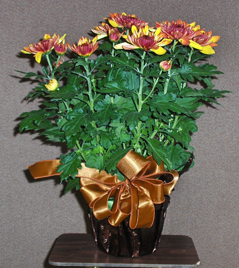 Flowers from Western Junior Livestock Show