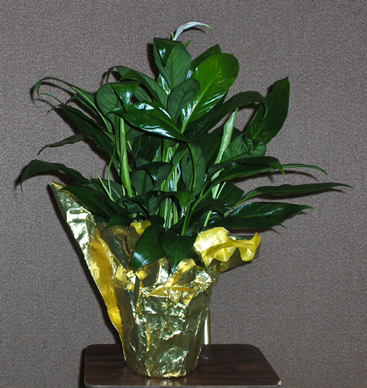 Flowers from Kerry, Cathy, Courtney, Michael & Sarah Larson