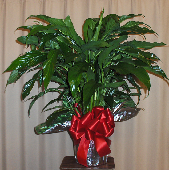Flowers from Vinetta and Family