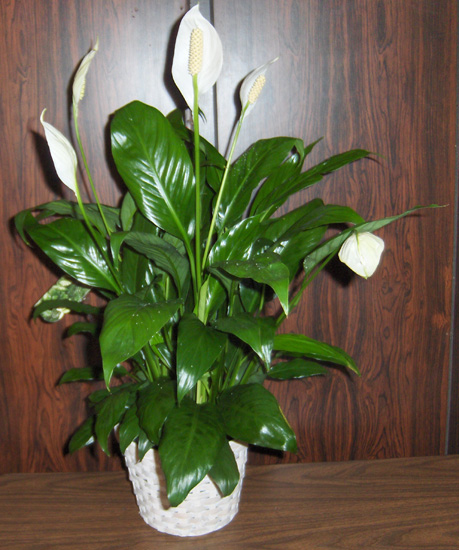 Flowers from Kevin & Twila Meyers, Steve Lei Family