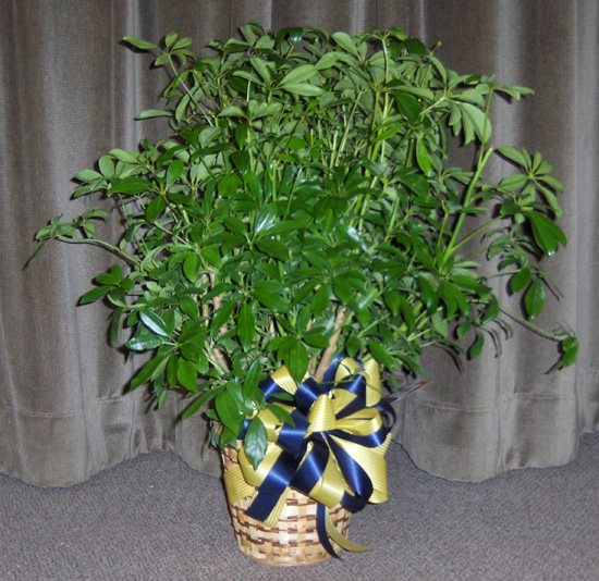 Flowers from Philip FFA