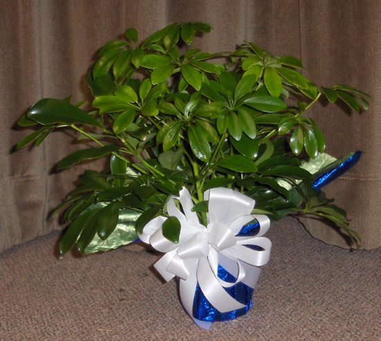 Flowers from Bill Lyle