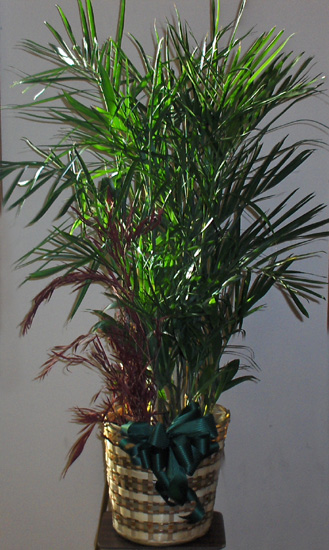 Flowers from Kathy Hinrichs & Robert Woods, Josh, Shelby & Cindy Harris, Heidi & Syd Digiacomo