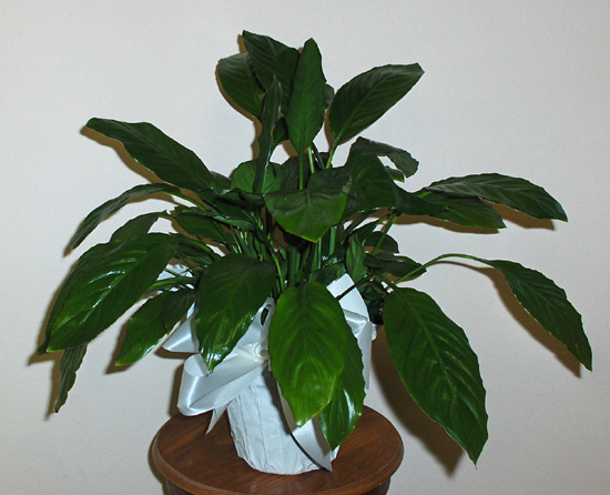 Flowers from City of Kadoka