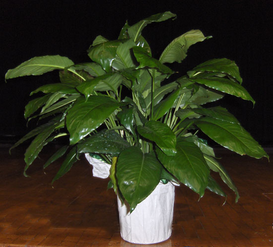 Flowers from Scott & Arla Patterson, Nicholas & Cayden, Preston & Bailey, Skyler and  Lane