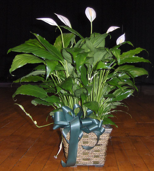 Flowers from David & Cindy Oliver