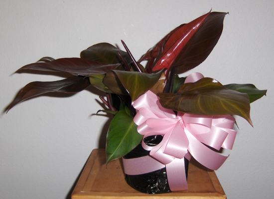 Flowers from Marty & Tricia Burns