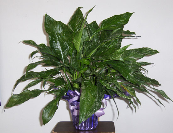 Flowers from KHS Class of 1999