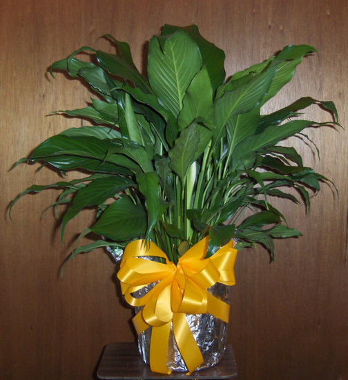 Flowers from Patsy & Harold and Family, Dorothy & Bill and Family