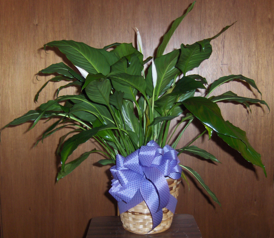 Flowers from All at Knology