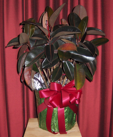 Flowers from Jan & Walt Schaefer and Family, Zoni & Corky Thorson and Family, Vicki & Maurice Fite and Family