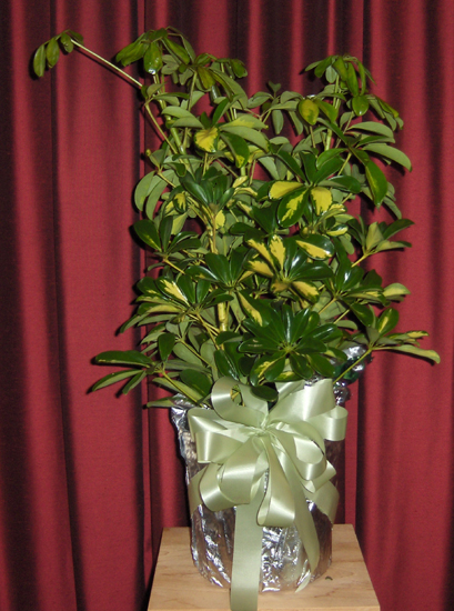 Flowers from May, Adam, Gerdes Thompson