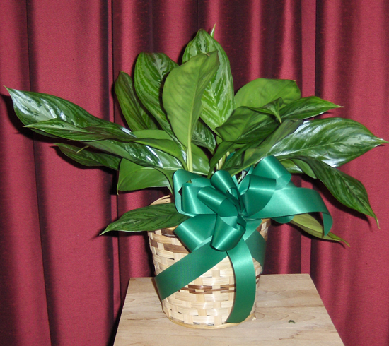 Flowers from The Quinn's - Tim, Lori, Josh, Kelton and Donna