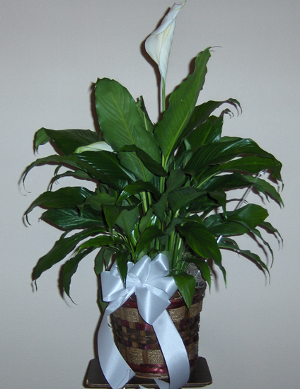 Flowers from Dorene, Alan, and Dana Wernke