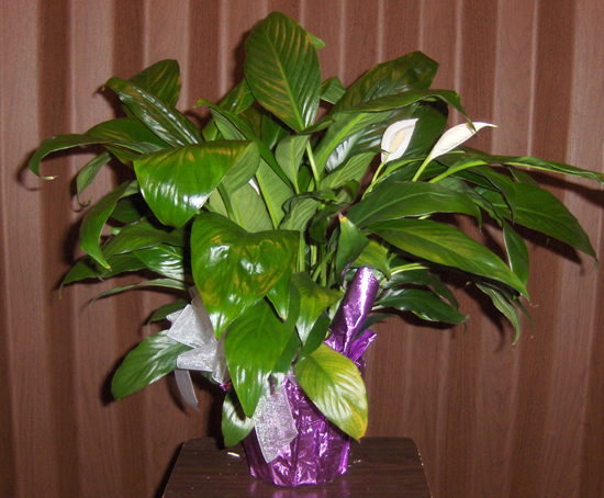 Flowers from The Class of 1969 