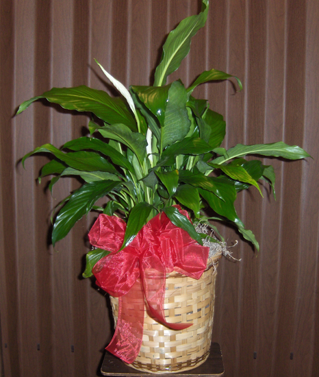 Flowers from Friends at Lease Team