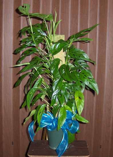 Flowers from Ken Thaler