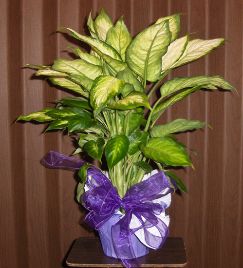Flowers from Pat Larson Family, Tom Deneke Family