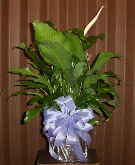 Flowers from Sherri & Jennifer Aurett, and John Eggers