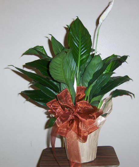 Flowers from Tim Olsen - Mountain District Staff