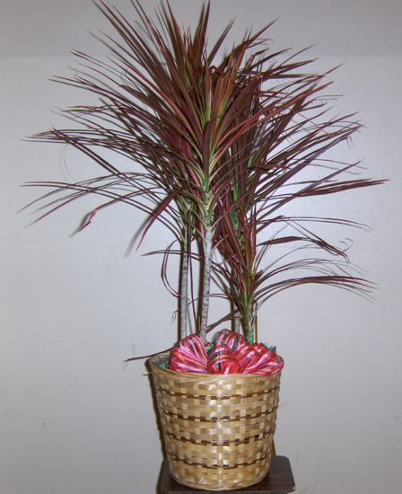 Flowers from Kent & Stepanie Kjerstad and Family