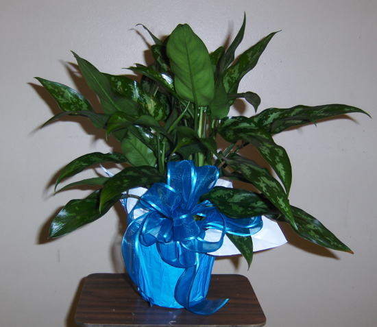 Flowers from Brian & Lisa Fulton and Boys