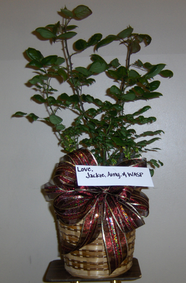 Flowers from Jackie & Amy  - WASP