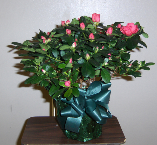 Flowers from Meghan, Kate and Lindsay