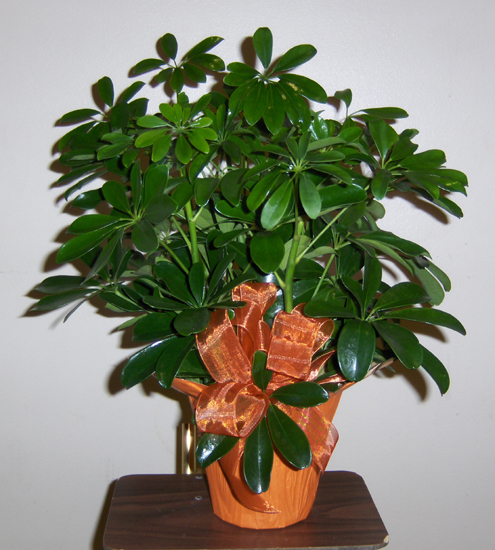 Flowers from Tim & Mary Eisenbraun and Family