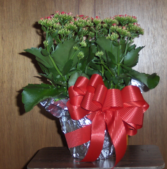 Flowers from Steve, Theresa and Boys