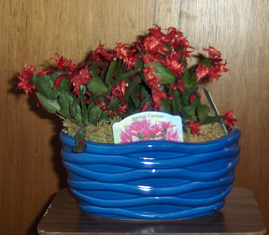 Flowers from Cheryl Behrend
