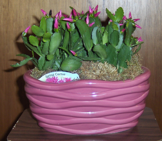 Flowers from Cheryl Behrend
