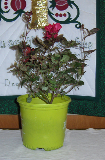 Flowers from Jerry, Joy and Family