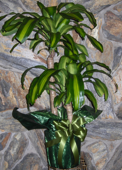Flowers from Orville & Delores Mehlbrech Family