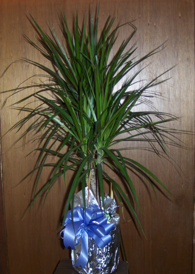 Flowers from Haakon County Courthouse