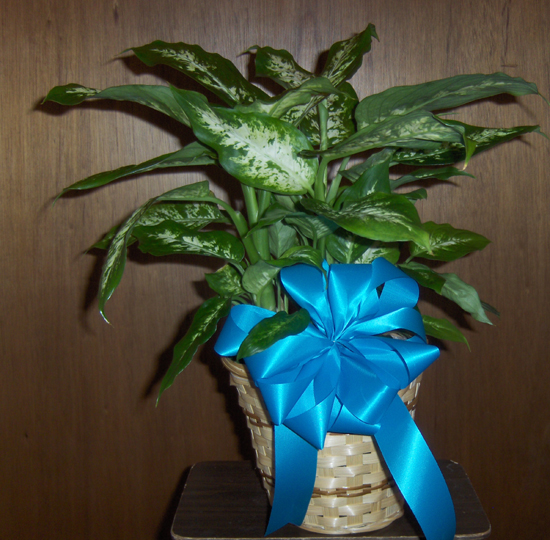Flowers from The families of Clarence and Lucile Schofield